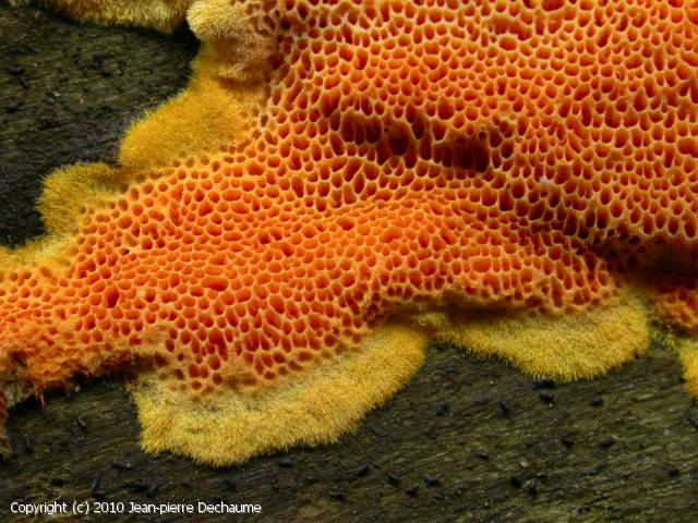 Auriporia aurulenta (Auriporia_aurulenta_2010_jd_1.jpg)