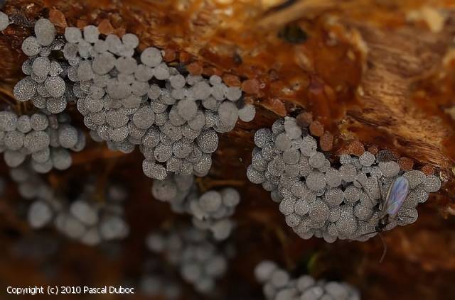 Badhamia utricularis (Badhamia_utricularis_2010_pd_1.jpg)