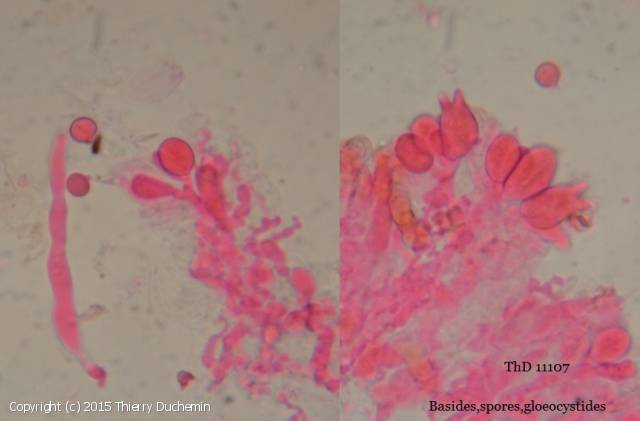 Basidiodendron caesiocinereum (Basidiodendron_caesiocinereum_2015_td_3.jpg)