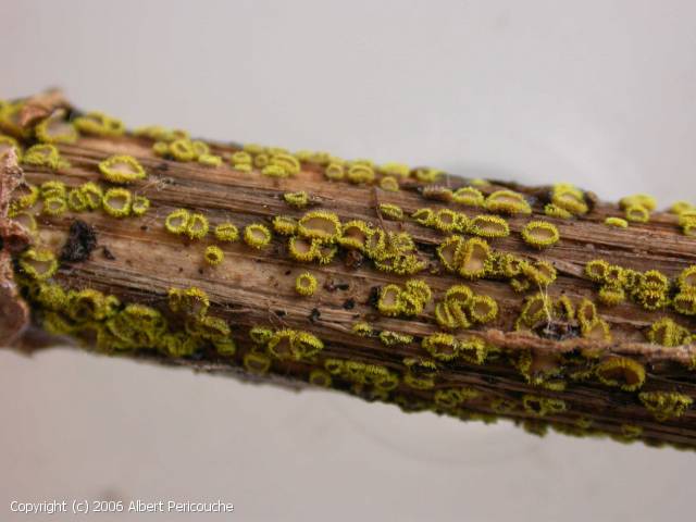 Belonidium sulphureum (Belonidium_sulphureum_2006_ap_1.jpg)