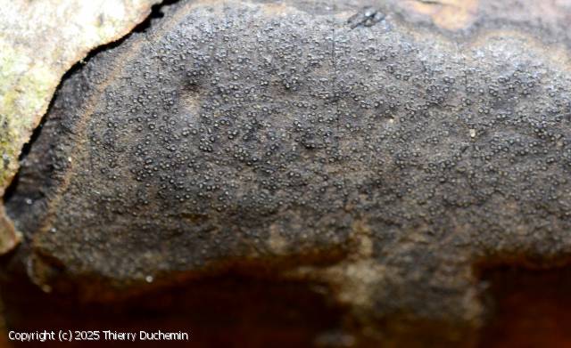 Biscogniauxia anceps (Biscogniauxia_anceps_2025_td_2.jpg)