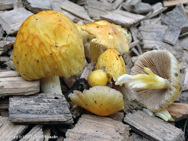 Bolbitius variicolor (Bolbitius_variicolor_2021_dr_1.jpg)