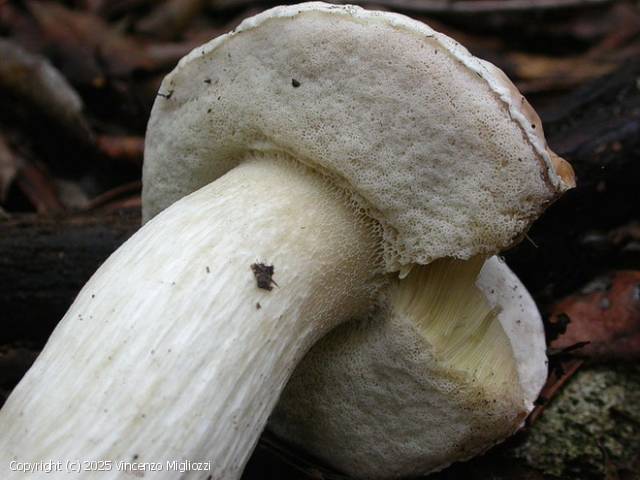 Boletus persoonii (Boletus_persoonii_2025_vm_7.jpg)