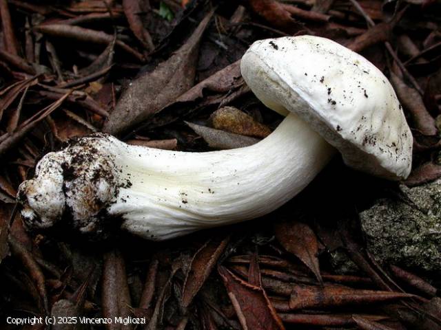 Boletus persoonii (Boletus_persoonii_2025_vm_8.jpg)