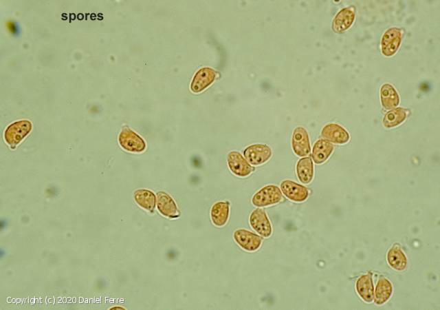 Botryobasidium laeve (Botryobasidium_laeve_2020_df_4.jpg)