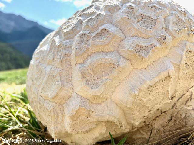Calvatia booniana (Calvatia_booniana_2023_bd_2.jpg)