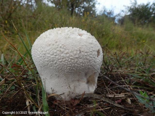 Calvatia utriformis (Calvatia_utriformis_2015_ym_1.jpg)