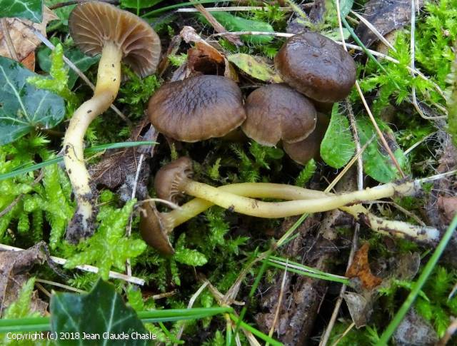 Camarophyllopsis phaeoxantha (Camarophyllopsis_phaeoxantha_2018_jcc_1.jpg)