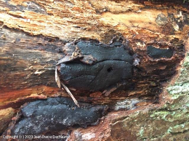 Camarops polysperma (Camarops_polysperma_2023_jd_1.jpg)