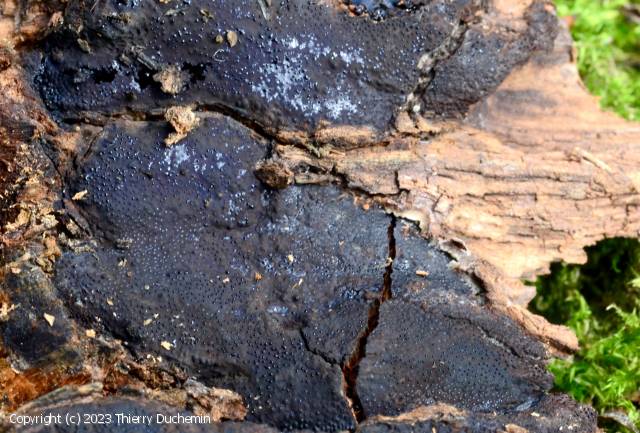 Camarops polysperma (Camarops_polysperma_2023_td_2.jpg)