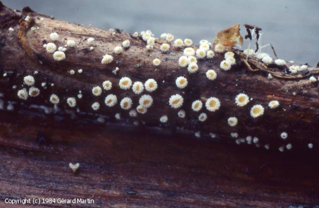 Capitotricha rubi (Capitotricha_rubi_1984_gm_1.jpg)