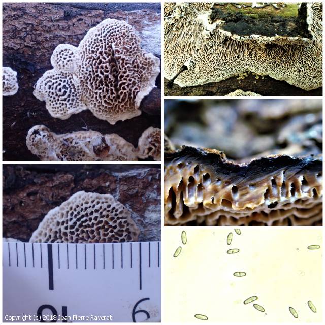 Cerioporus mollis (Cerioporus_mollis_2018_jpr_1.jpg)