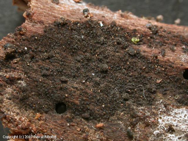 Chaetosphaeria preussii (Chaetosphaeria_preussii_2017_pr_2.jpg)