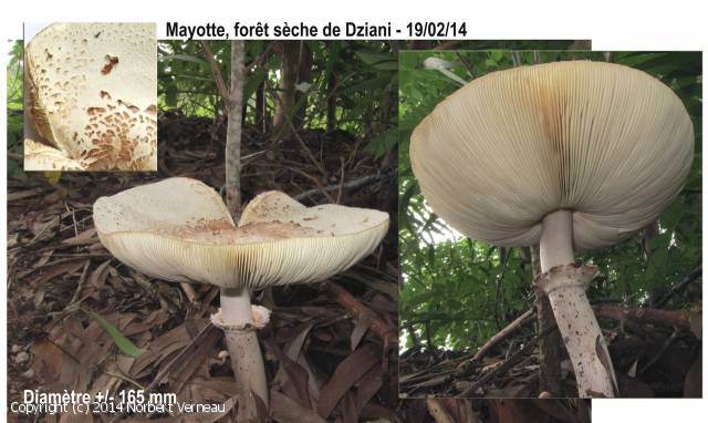Chlorophyllum molybdites (Chlorophyllum_molybdites_2014_nv_1.jpg)