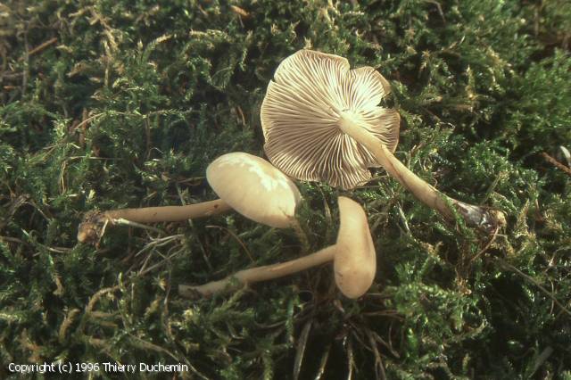 Clitocybe fragrans (Clitocybe_fragrans_1996_td_2.jpg)