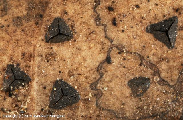 Coccomyces delta (Coccomyces_delta_2014_jm_1.jpg)