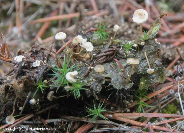 Collybia cirrhata (Collybia_cirrhata_2014_av_1.jpg)
