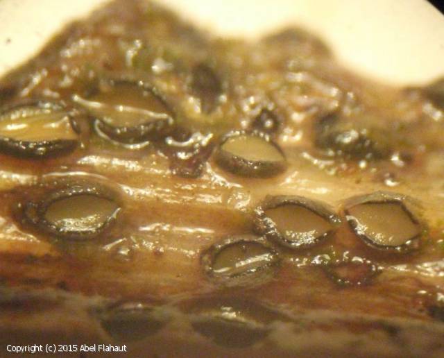 Colpoma quercinum (Colpoma_quercinum_2015_af_1.jpg)