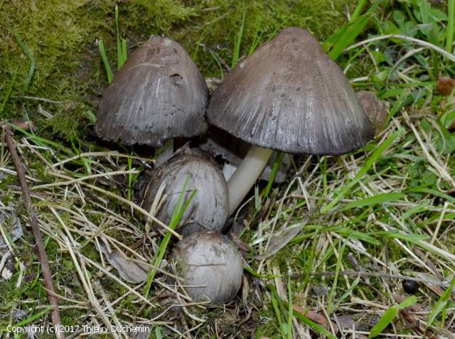 Coprinopsis acuminata (Coprinopsis_acuminata_2017_td_1.jpg)