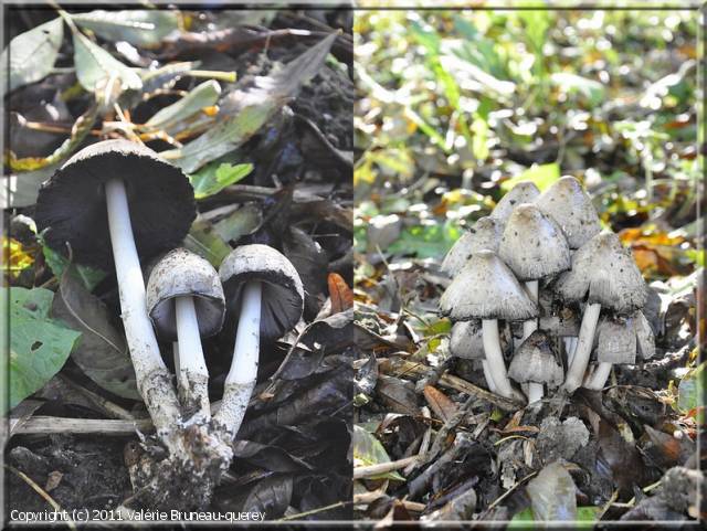 Coprinopsis atramentaria (Coprinopsis_atramentaria_2011_vb_1.jpg)