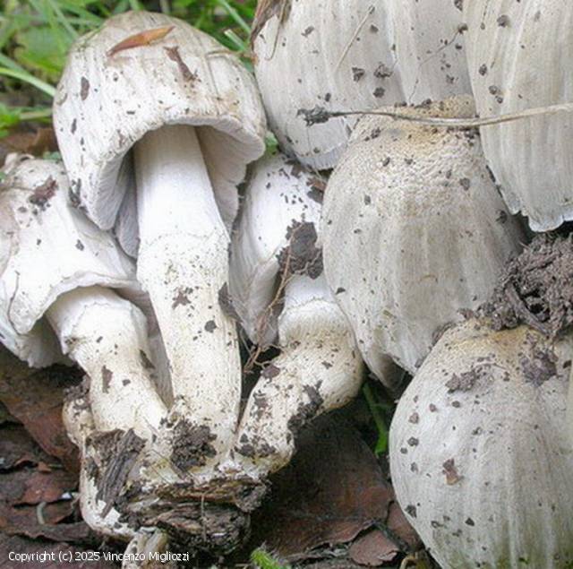 Coprinopsis atramentaria (Coprinopsis_atramentaria_2025_vm_2.jpg)
