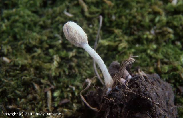 Coprinopsis bellula (Coprinopsis_bellula_2001_td_2.jpg)