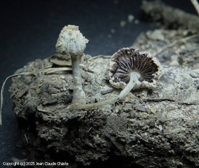 Coprinopsis bellula (Coprinopsis_bellula_2025_jcc_1.jpg)