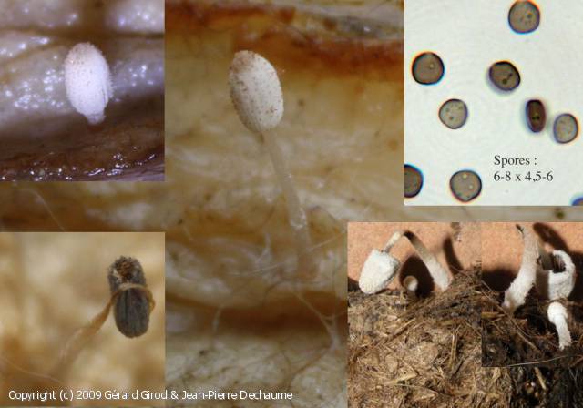 Coprinopsis cordispora (Coprinopsis_cordispora_2009_gg;jd_1.jpg)