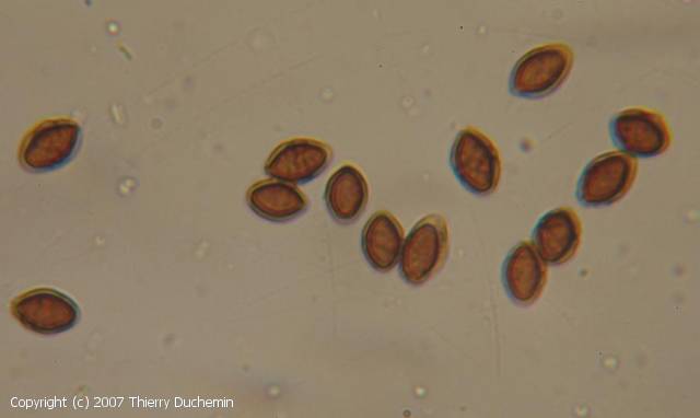 Coprinopsis laanii (Coprinopsis_laanii_2007_td_3.jpg)