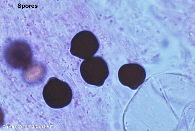 Coprinopsis patouillardii (Coprinopsis_patouillardii_2015_df_1.jpg)