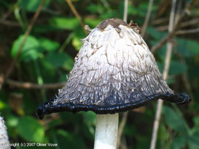 Coprinus comatus (Coprinus_comatus_2007_ov_1.jpg)