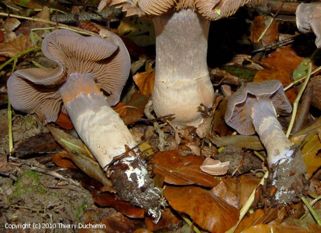 Cortinarius azureovelatus (Cortinarius_azureovelatus_2010_td_4.jpg)