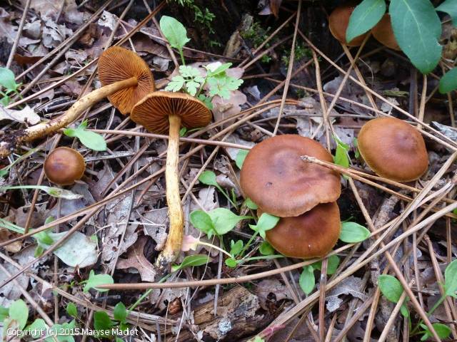 Cortinarius cinnamomeobadius (Cortinarius_cinnamomeobadius_2015_mm_2.jpg)