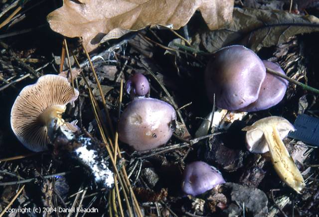 Cortinarius croceocaeruleus (Cortinarius_croceocaeruleus_2004_dr_1.jpg)