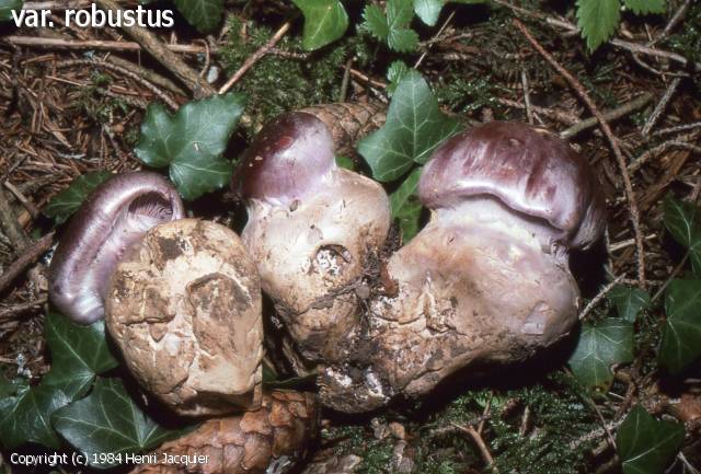 Cortinarius cumatilis (Cortinarius_cumatilis_1984_hj_2.jpg)