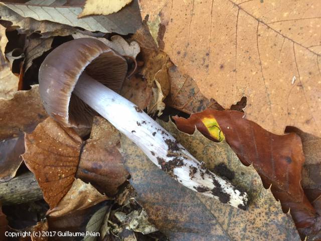 Cortinarius elatior (Cortinarius_elatior_2017_gp_1.jpg)