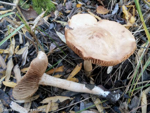 Hebeloma odoratissimum (Hebeloma_odoratissimum_2015_lg_1.jpg)