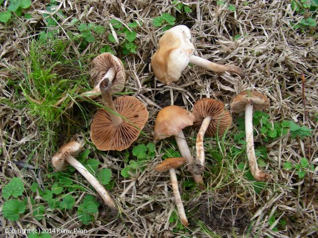 Hebeloma pallidoluctuosum (Hebeloma_pallidoluctuosum_2014_rp_1.jpg)