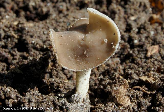 Helvella latispora (Helvella_latispora_2007_td_2.jpg)