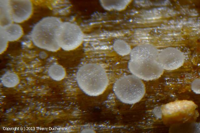 Hyaloscypha hyalina (Hyaloscypha_hyalina_2013_td_2.jpg)