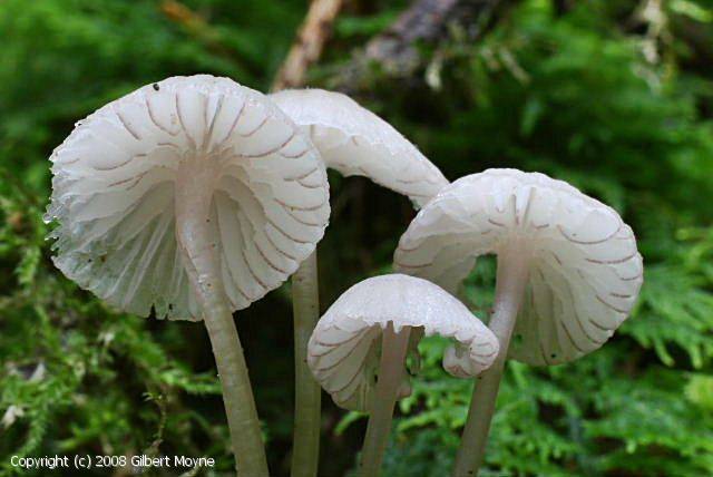 MycoDB Fiche De Mycena Rubromarginata