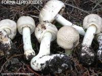 Fiche de Agaricus xanthodermus