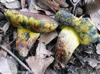 Fiche de Alessioporus ichnusanus