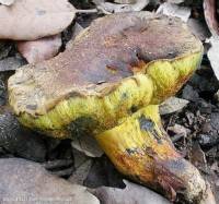 Fiche de Alessioporus ichnusanus