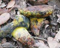 Fiche de Alessioporus ichnusanus