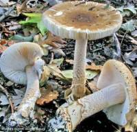 Fiche de Amanita dryophila