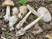 Fiche de Amanita dryophila