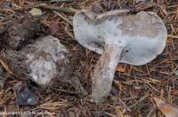 Fiche de Boletopsis grisea