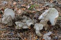 Fiche de Boletopsis grisea