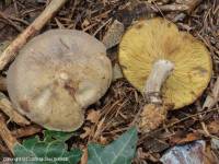 Fiche de Calocybe favrei